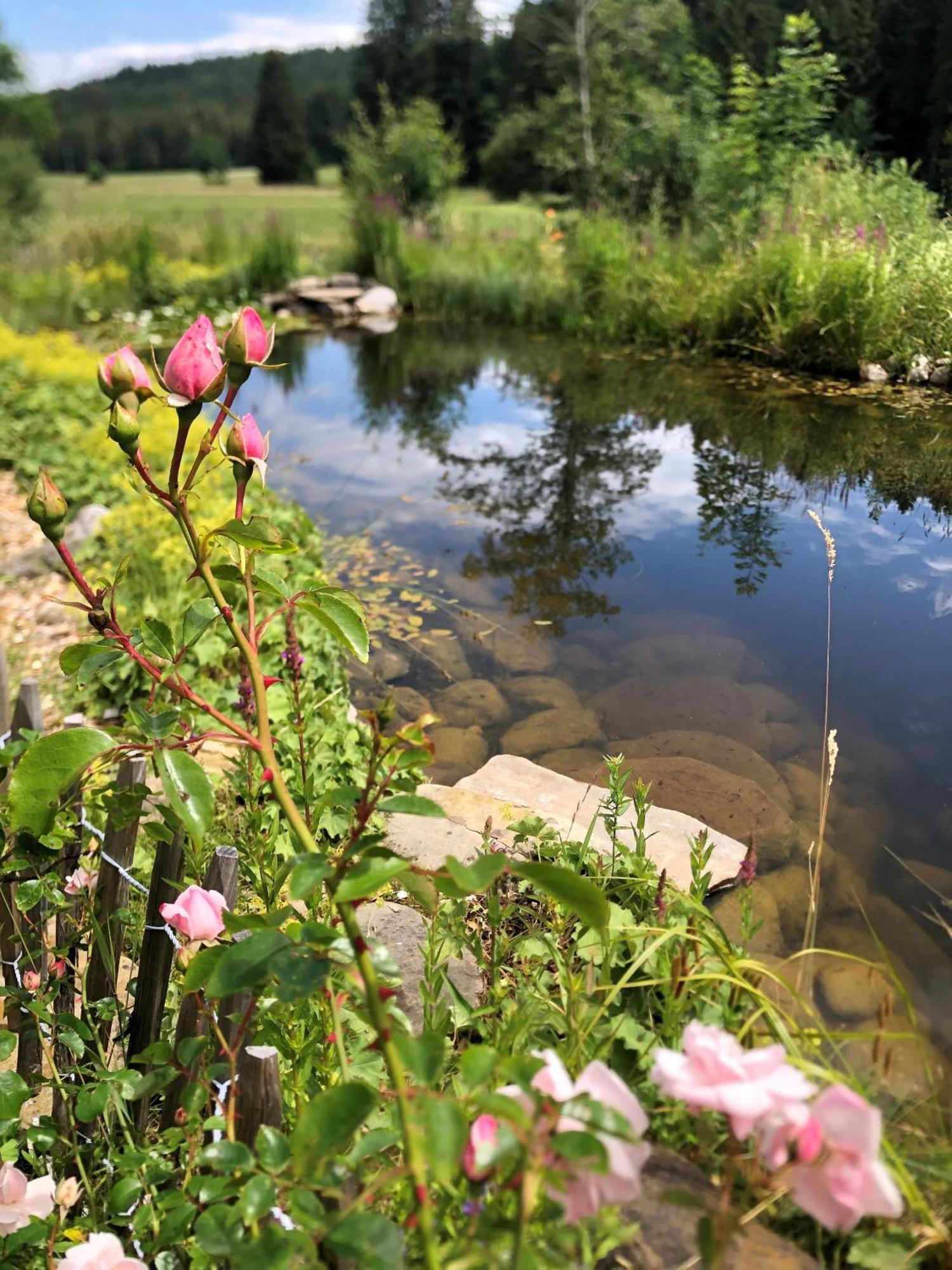 Natur- & Aktivoase Buchenberg  Экстерьер фото